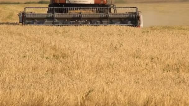 Ufa, RUSSIA - 22 AGOSTO 2013: Una mietitrice (intestazione) che raccoglie una coltura di avena nei pressi di Ufa, Russia — Video Stock