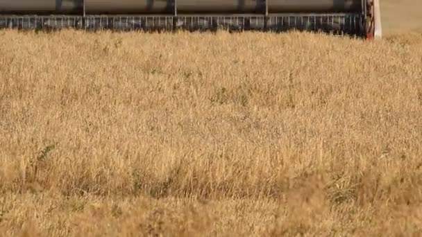 Ufa, RUSSIA - AUGUST 22, 2013: A combine harvester (header) harvesting an oats crop near Ufa, Russia — Stock Video