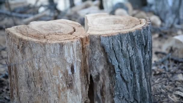 Tree stumps near the river — Stock Video