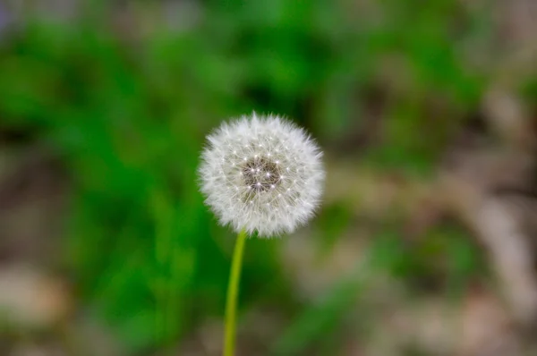 Diente de león — Foto de Stock