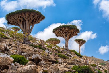 Socotra