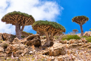 Socotra