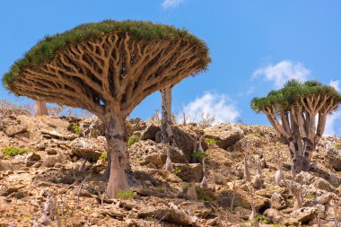 Socotra