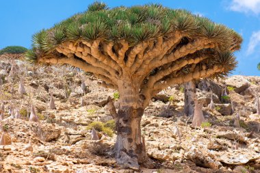 Socotra