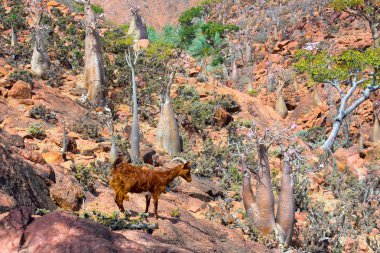 Socotra