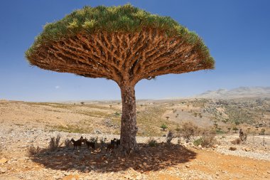 Socotra