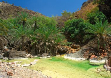 Socotra