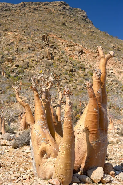 Socotra — Fotografia de Stock