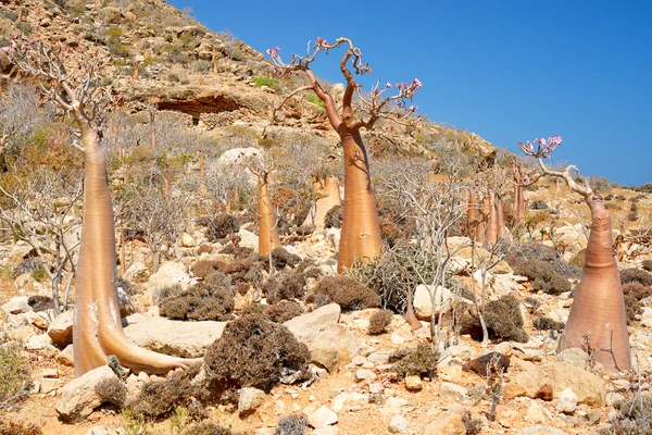 Socotra — Fotografia de Stock