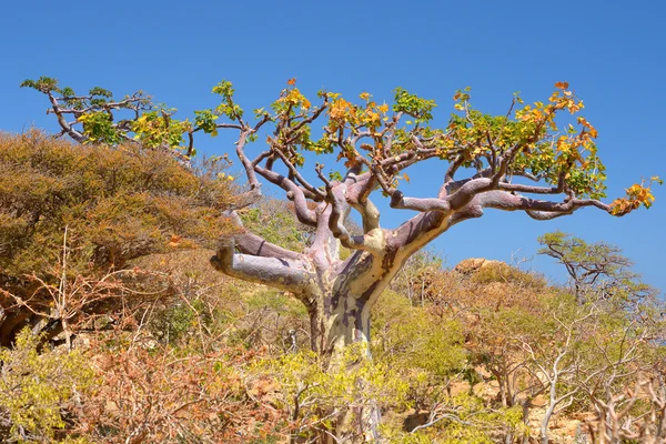 Socotra — Fotografia de Stock