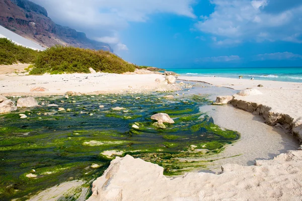 Socotra