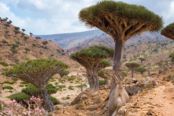 Socotra – stockfoto