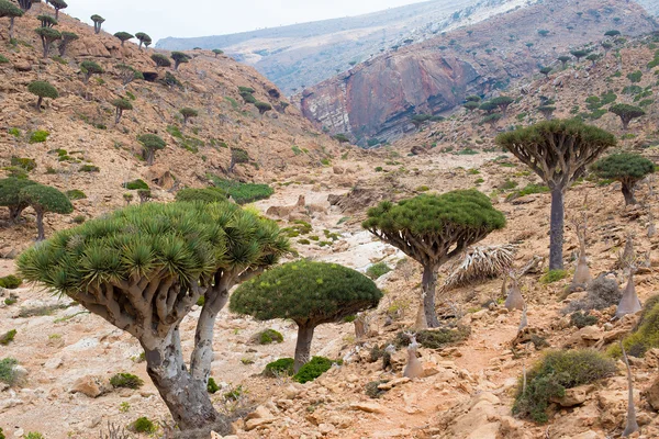 Socotra – stockfoto