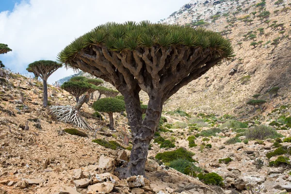 Socotra – stockfoto