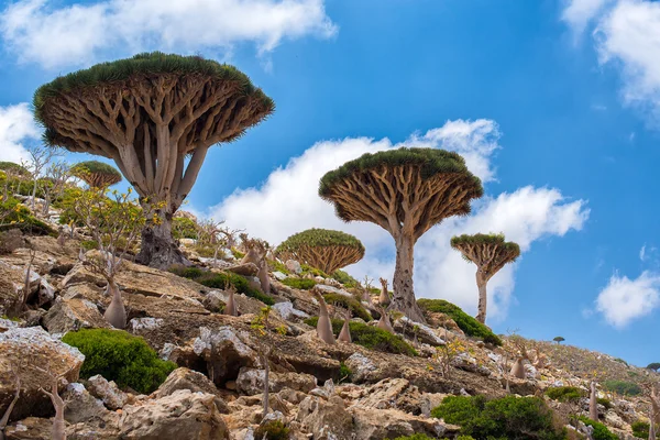 Socotra — Fotografia de Stock