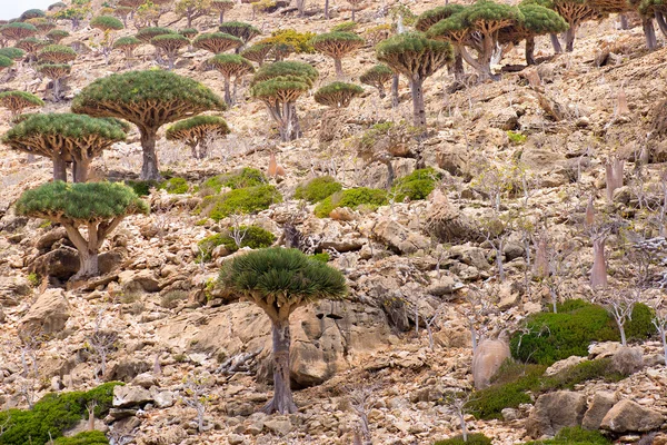 Socotra — Fotografia de Stock