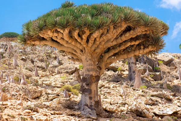Socotra — Stock Photo, Image