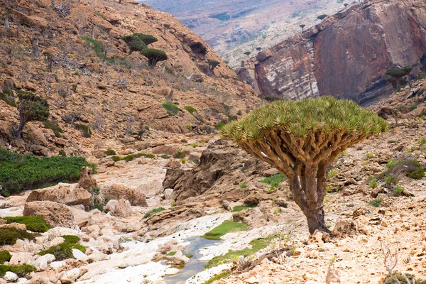 Socotra – stockfoto
