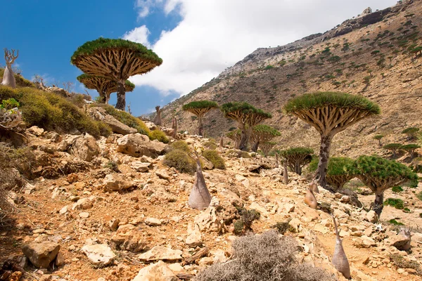 Socotra — Stok fotoğraf