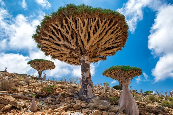 Socotra — Fotografia de Stock