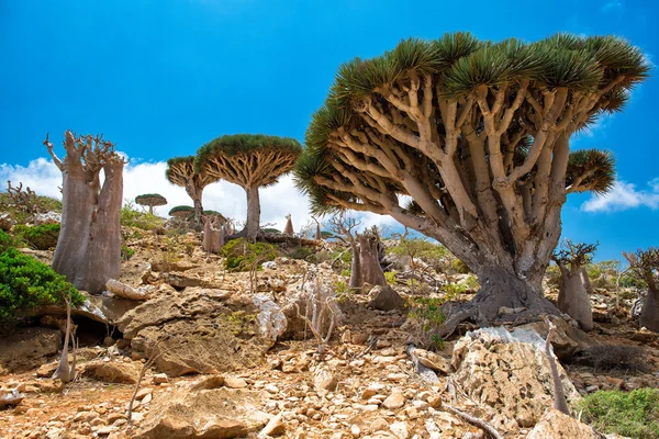 Socotra — Fotografia de Stock
