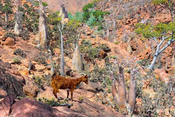 Socotra
