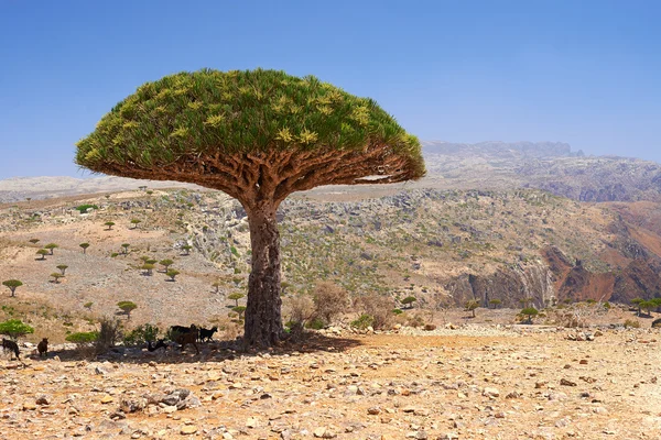 Socotra — Stok fotoğraf