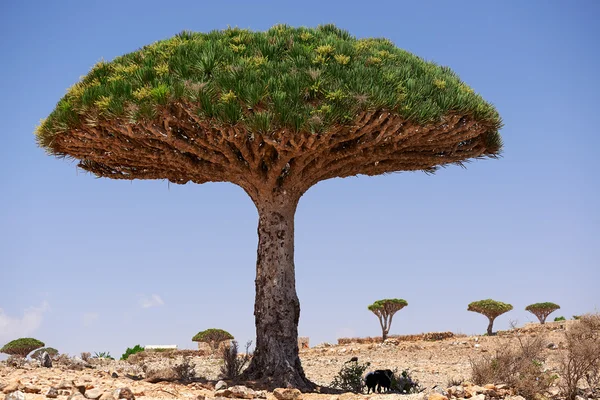 Socotra — Fotografia de Stock