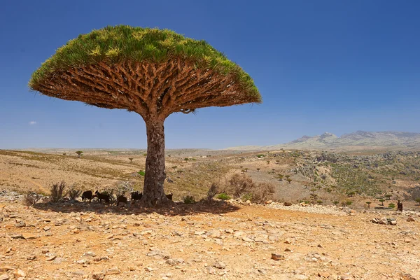 Socotra — Fotografia de Stock