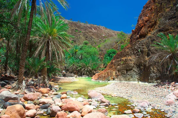 Socotra — Stock Photo, Image