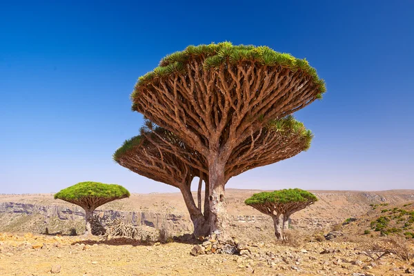 Socotra — Stock Photo, Image