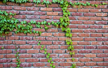 kırmızı tuğla ile vine1