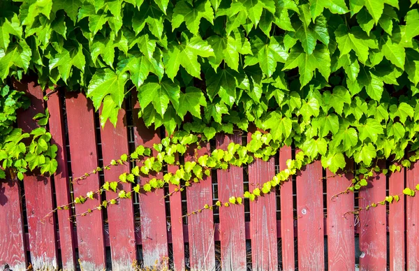 Pared roja de madera con vid —  Fotos de Stock