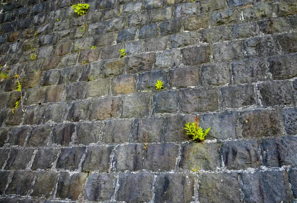 Кам'яна стіна з травою — стокове фото