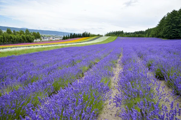 Lavendel boerderij in japan3 — Stockfoto