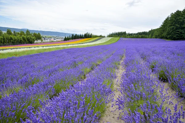 在 japan3 中的薰衣草农场 — 图库照片