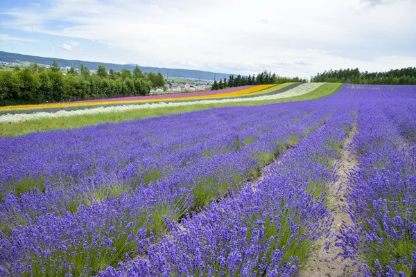 Lavendel boerderij in japan2 — Stockfoto