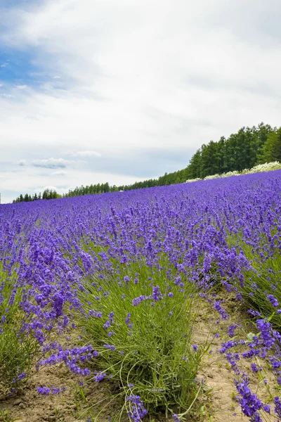 Lavender farm — Stock Photo, Image