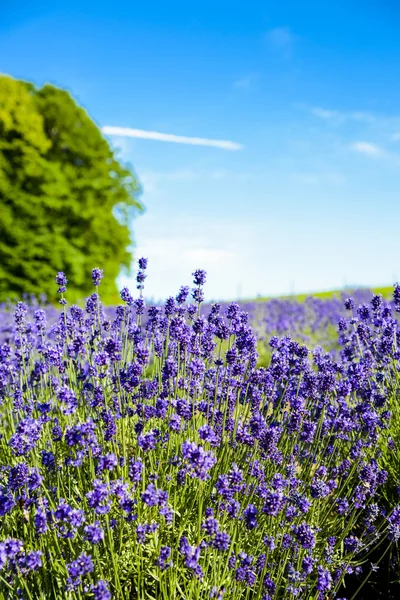 Lavender flower garden3 — Stock Photo, Image