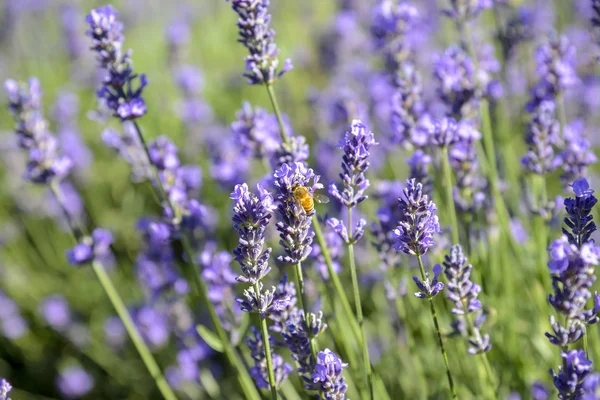 Flor de lavanda con abeja —  Fotos de Stock