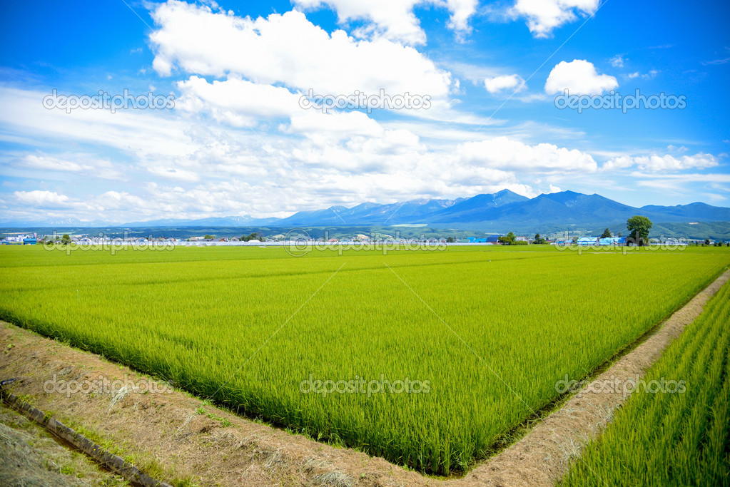 Green rice fields in Japan2