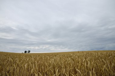 ebeveyn ve çocuk ağacında arpa field7