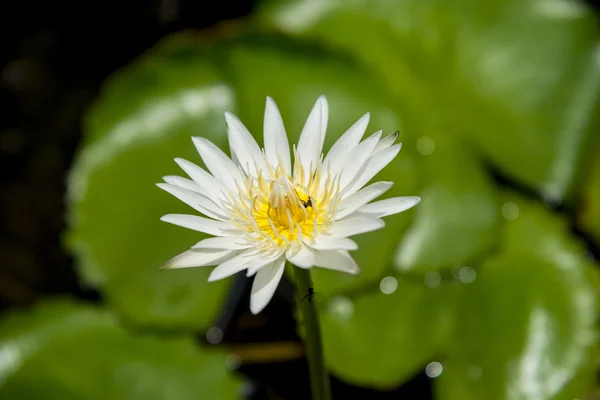 Bee on the lotus1 — Stock Photo, Image