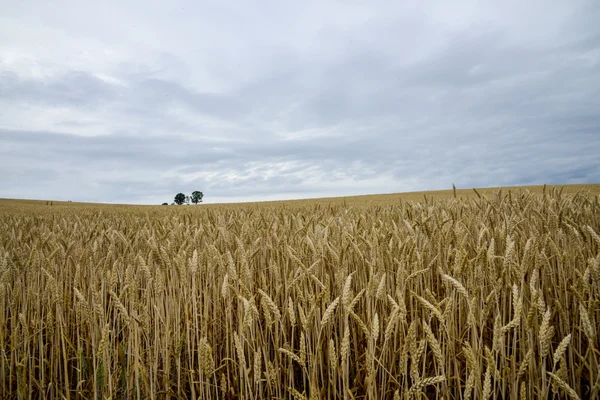 Genitori e albero genealogico nel campo dell'orzo (5) — Foto Stock