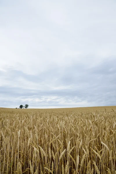 Padres y árbol infantil en el campo de la cebada4 — Foto de Stock