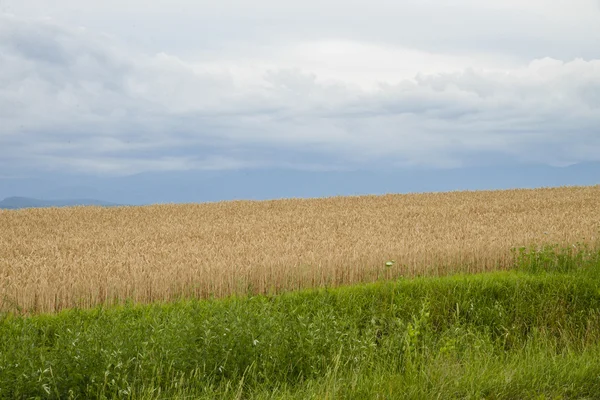 Campo d'orzo con cielo nuvoloso4 — Foto Stock