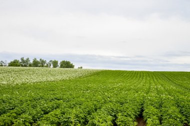 bol patates çiçeği ile bulutlu sky4