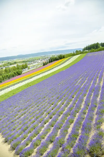 Colorful Lavender farm14 — Stock Photo, Image