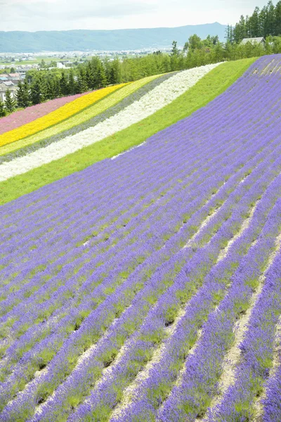 Colorful Lavender farm10 — Stock Photo, Image