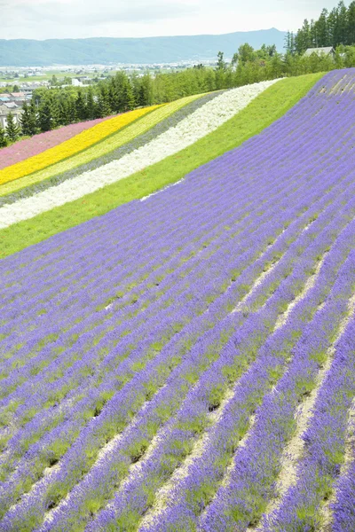 Lavanda colorida farm10 — Fotografia de Stock